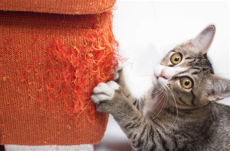 The Mysterious Powers of Cat Scratching: Supernatural Explanations Explored